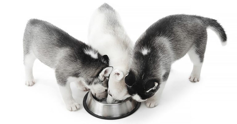 Healthier Water for Pets