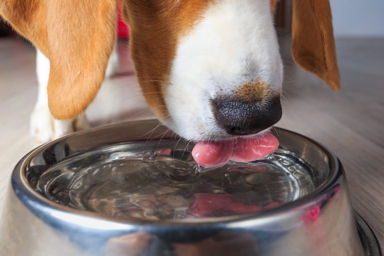 dog drinking water out of a bowl