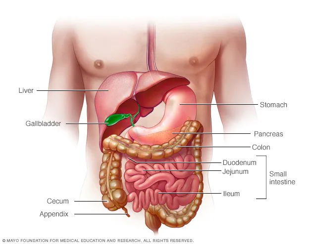 stomach diagram